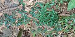 Pseudocayratia pengiana