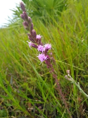 Liatris garberi