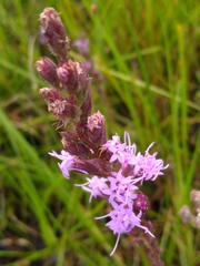 Liatris garberi