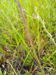 Liatris garberi