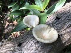 Oudemansiella australis