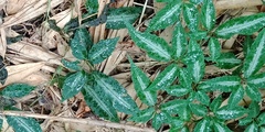 Pseudocayratia pengiana