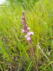 Liatris garberi