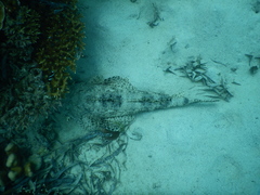 Papilloculiceps longiceps