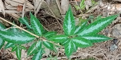 Pseudocayratia pengiana
