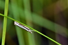 Crambus quinquareatus