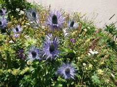 Eryngium alpinum
