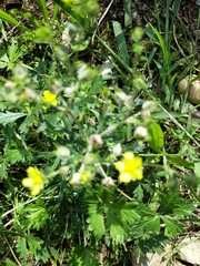 Potentilla argentea