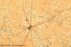 Crossopriza