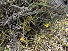 Conostylis serrulata