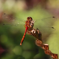 Sympetrum obtrusum