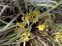 Conostylis serrulata