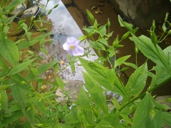 Mimulus alatus × ringens
