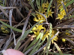 Conostylis serrulata