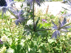 Eryngium alpinum