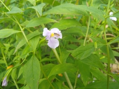 Mimulus alatus × ringens