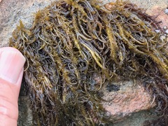 Cumagloia andersonii