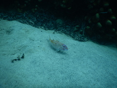 Parupeneus heptacantha