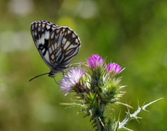Melanargia occitanica