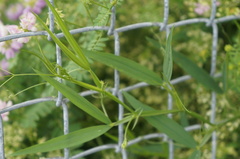 Lathyrus