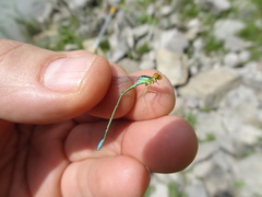 Enallagma antennatum