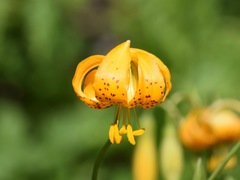 Lilium pardalinum wigginsii