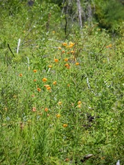Lilium pardalinum wigginsii