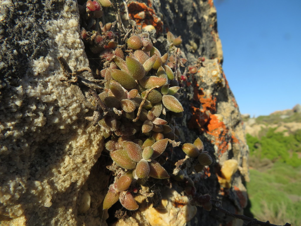 Crassula ammophila, Doringbaai, 8151, South Africa
