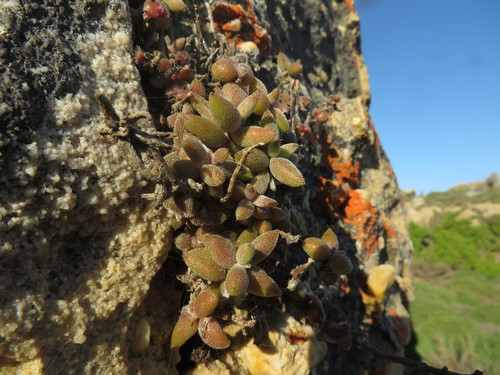 Crassula ammophila
