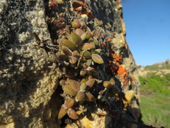 Crassula ammophila