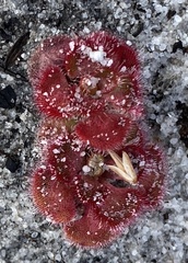 Drosera zonaria