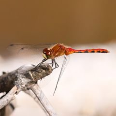 Sympetrum obtrusum