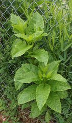 Pokeweed mosaic virus