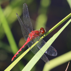 Sympetrum obtrusum