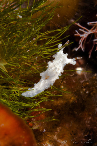 Representative image of Aegires leuckartii