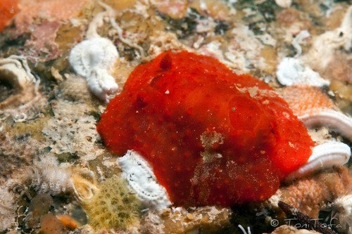 Representative image of Aldisa banyulensis