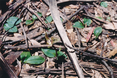 Chiloglottis gunnii