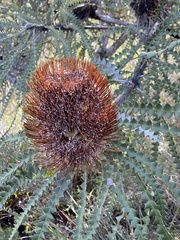 Banksia speciosa