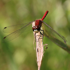 Sympetrum obtrusum