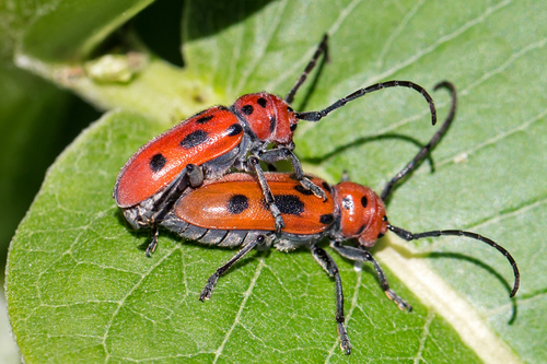 Red milkweed beetle