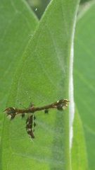 Geina tenuidactylus