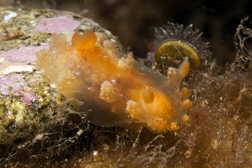 Kaloplocamus ramosus (Cantraine, 1835)