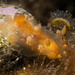 Tasselled Nudibranch - Photo (c) Antoni López-Arenas i Cama, some rights reserved (CC BY-NC), uploaded by Antoni López-Arenas i Cama