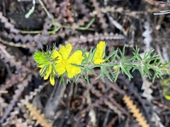 Hibbertia mucronata