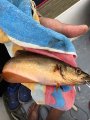 Pollachius pollachius