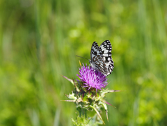 Melanargia occitanica