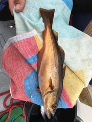 Pollachius pollachius