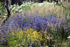 Penstemon laetus sagittatus