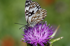Melanargia occitanica