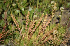Sedum stenopetalum